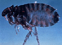 Fleas